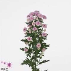 CHRYSANT SAN. CALIMERO PINK