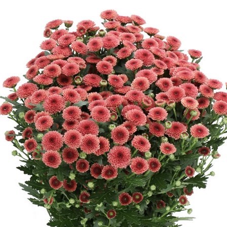 CHRYSANT SAN. CALIMERO SALMON