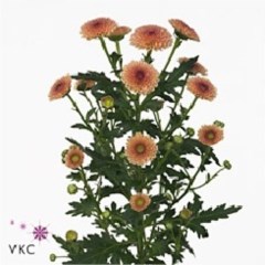 CHRYSANT SAN. CALIMERO SALMON