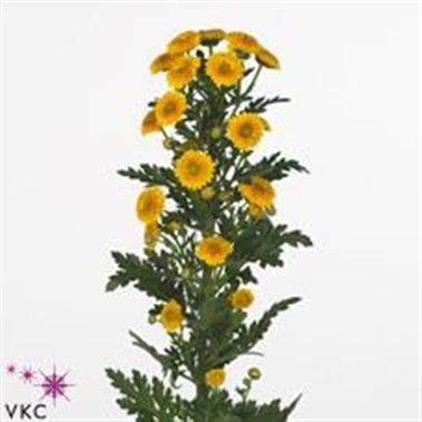 CHRYSANT SAN. CALIMERO SHINY