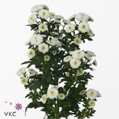 CHRYSANT SAN. CALIMERO SNOW