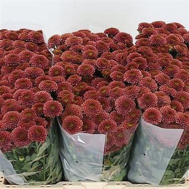 CHRYSANT SAN. DORIA CHERRY