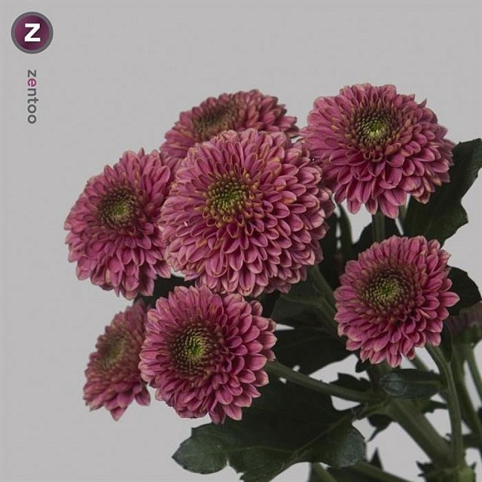 CHRYSANT SAN. DORIA CURRANT