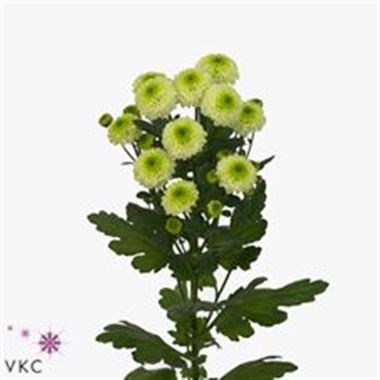 CHRYSANT SAN. FERRY LIME