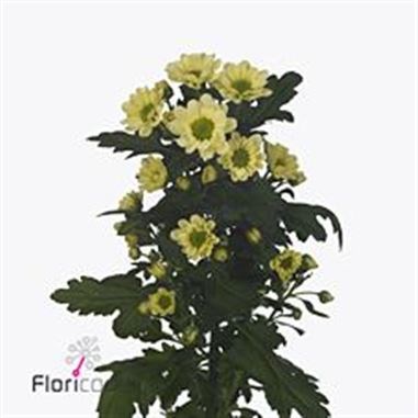 CHRYSAN SAN. ROSSI CREAM