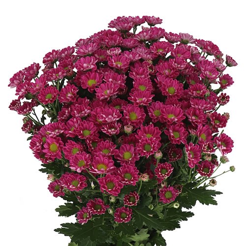 A Bouquet of Santini Chrysanthemums from Pink to Burgundy