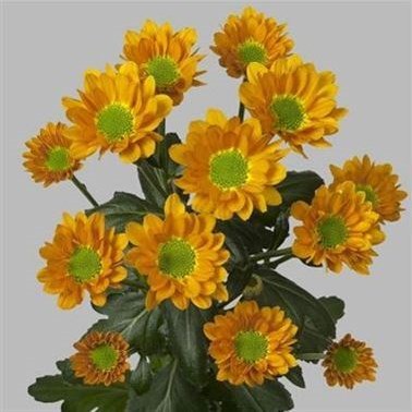 CHRYSANT SAN. HILDA