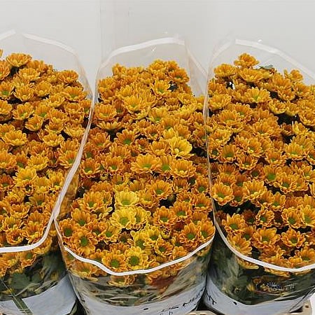 CHRYSANT SAN. ROSSI ORANGE