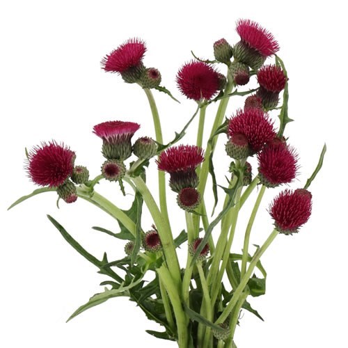 CIRSIUM ATROPURPUREU