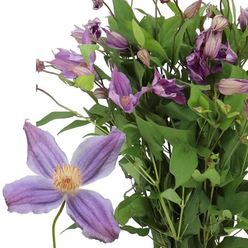 CLEMATIS AMAZING GENEVA