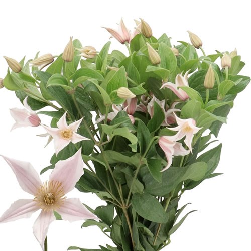 CLEMATIS AMAZING KANSAS