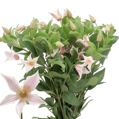CLEMATIS AMAZING KANSAS