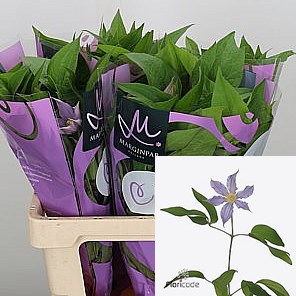 CLEMATIS AMAZING LONDON