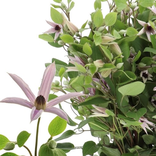 CLEMATIS AMAZING MIAMI