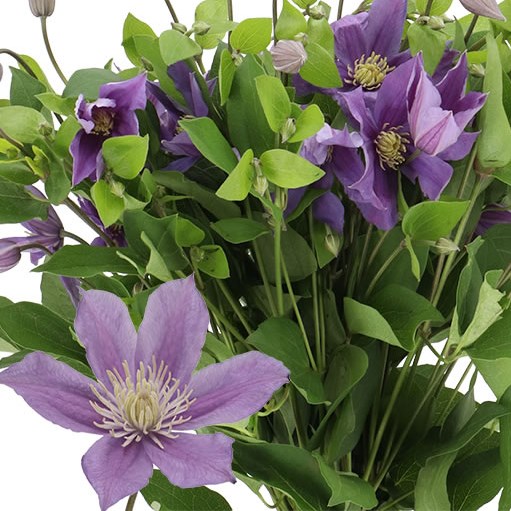 CLEMATIS AMAZING SOFIA