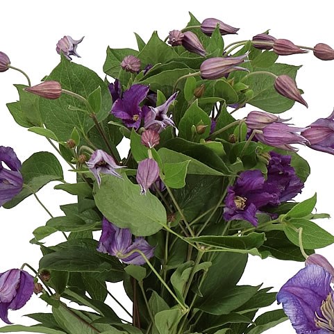 CLEMATIS AMAZING SYDNEY