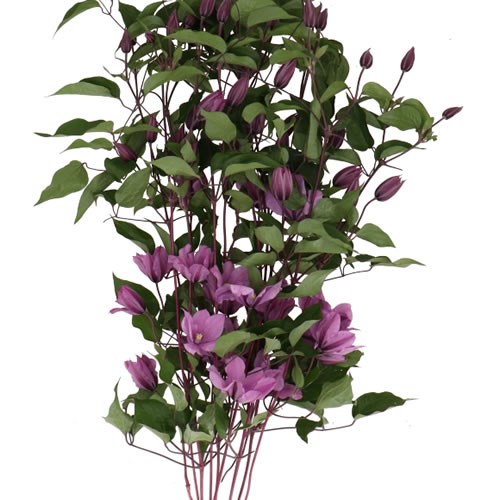 CLEMATIS AMAZING TOKYO