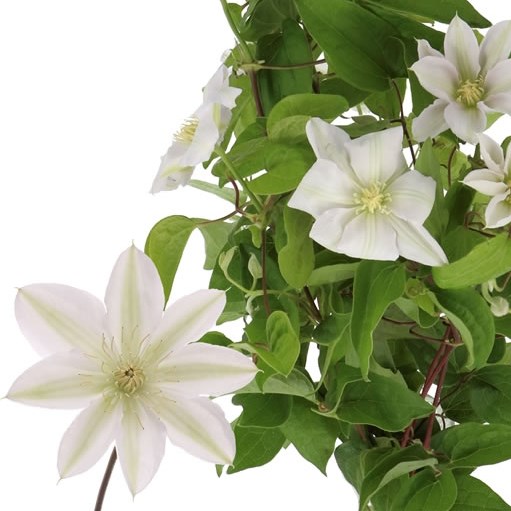CLEMATIS AMAZING VIENNA