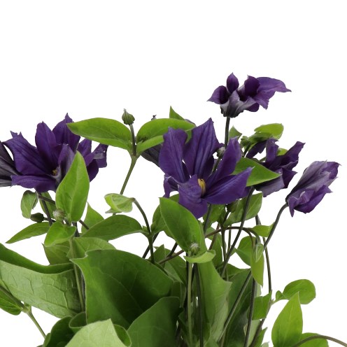 CLEMATIS BLUE