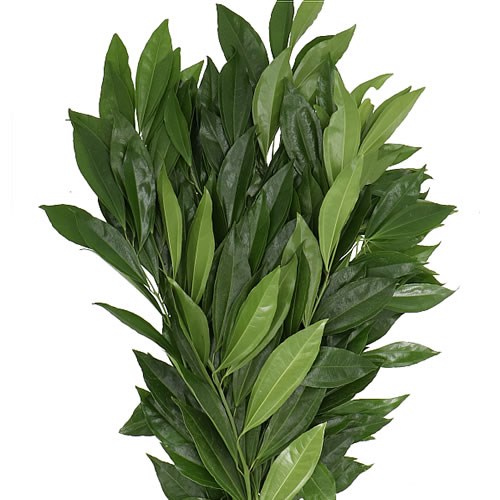 COCCULUS LAURIFOLIUS