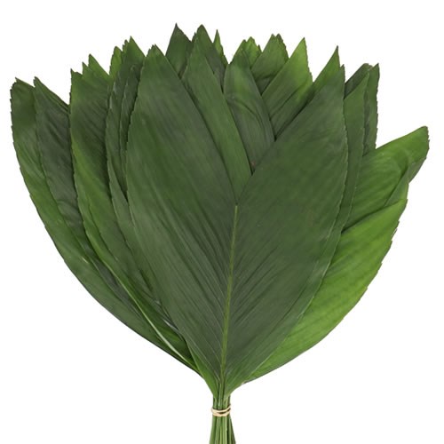 COCOS PALM X- LARGE