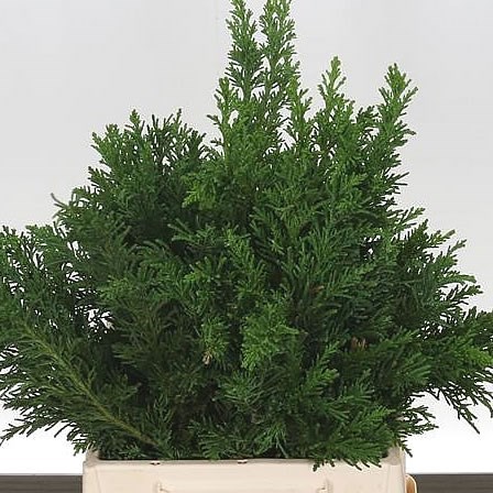 CONIFER - GREEN