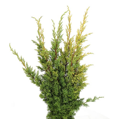 CONIFER JUNIPERUS GREEN