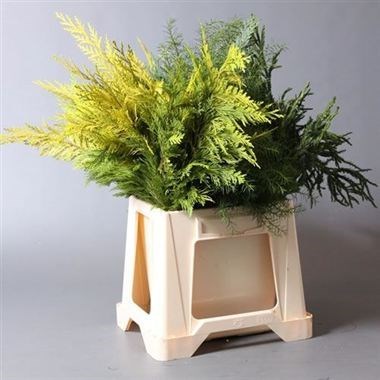 CONIFER - MIXED