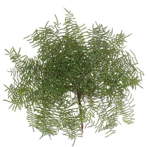 CORAL FERN (GLEICHENIA)