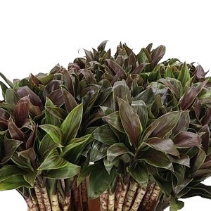 CORDYLINE COMPACTA GREEN