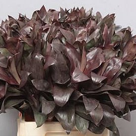 CORDYLINE COMPACTA PURPLE