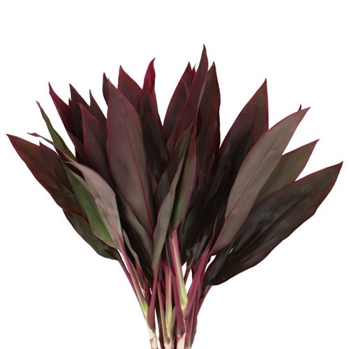 CORDYLINE LEAF SPRAY IVORY RED TOP