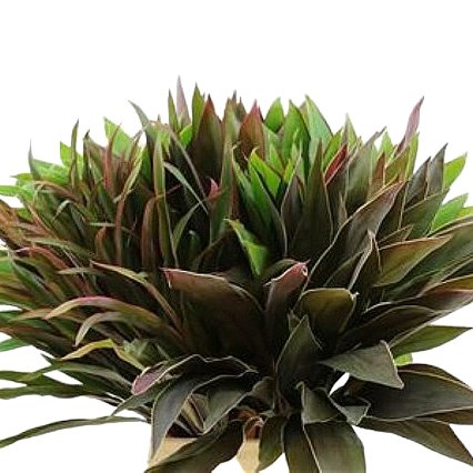 CORDYLINE SPECIAL MIX
