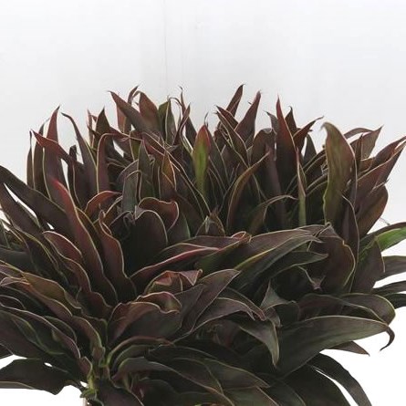 CORDYLINE SPRAY CAPPACINO