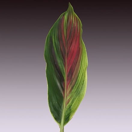 CORDYLINE SPRAY HAWAII FLAG