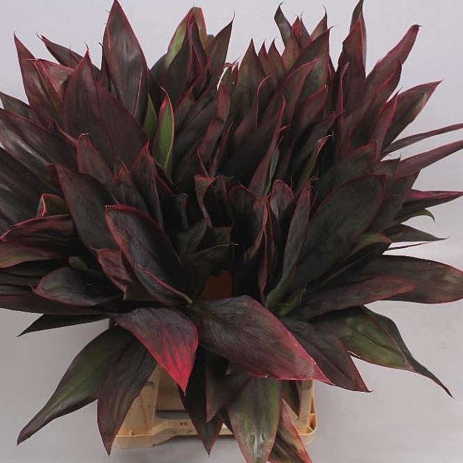 CORDYLINE SPRAY RED TOPS