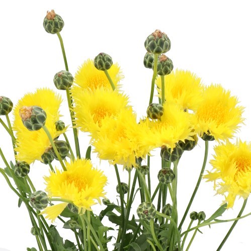 CORN FLOWERS MOSCHATA SUN