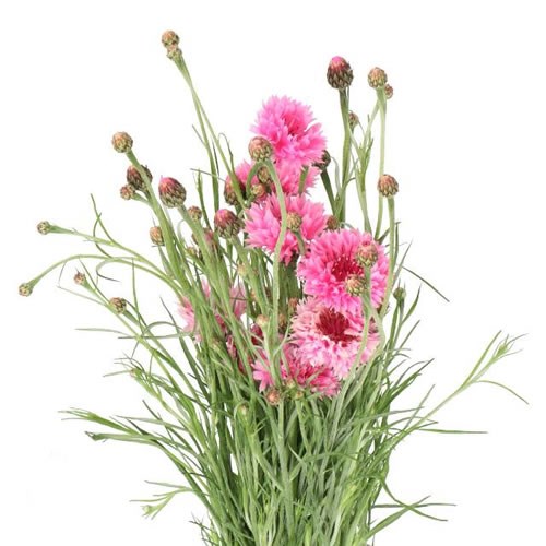 CORN FLOWERS PINK