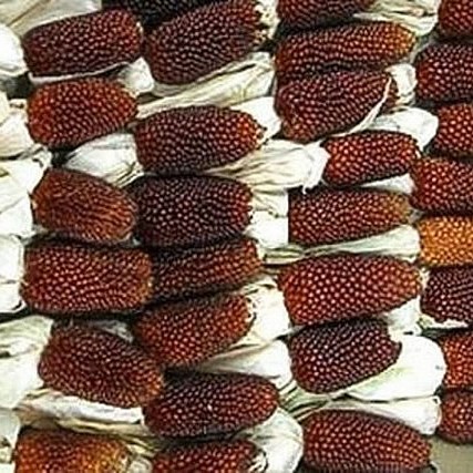 CORN - STRAWBERRY (dried)