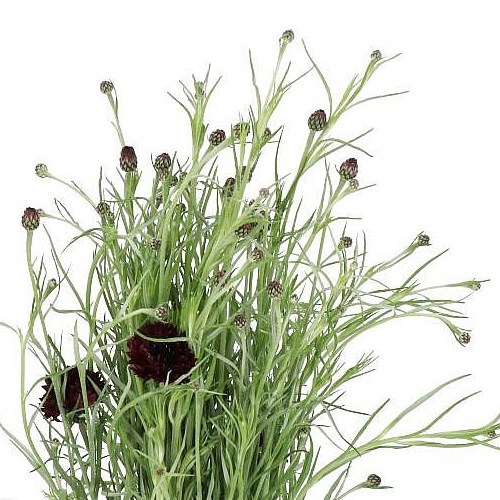 CORNFLOWERS BLACK BALL