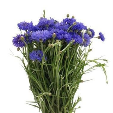 CORNFLOWERS CYANUS
