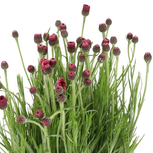 CORNFLOWERS DARK PINK