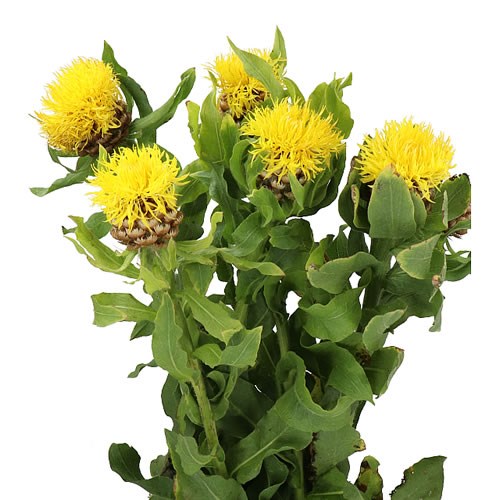 CORNFLOWERS MACROCEPHALA