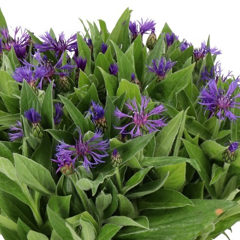 CORNFLOWERS MONTANA