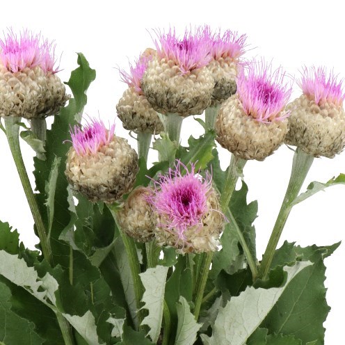 CORNFLOWERS PULCHRA MAJOR