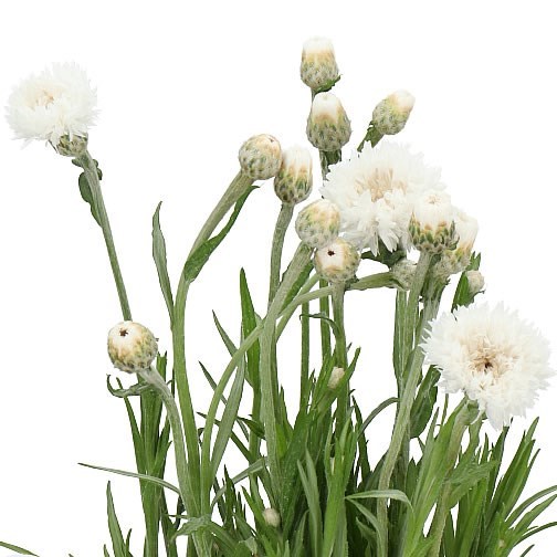 CORNFLOWERS WHITE