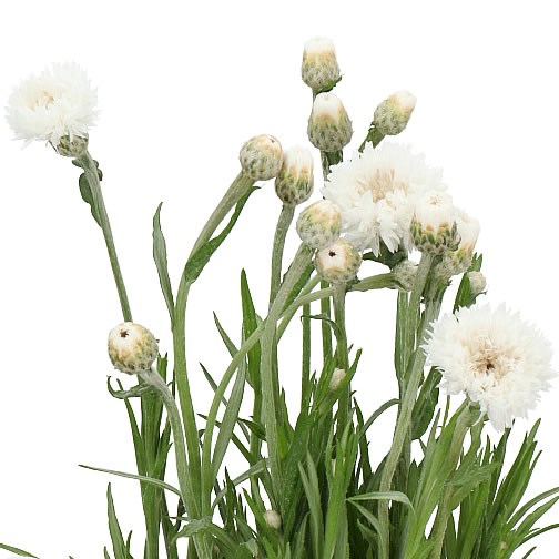 CORNFLOWERS WHITE