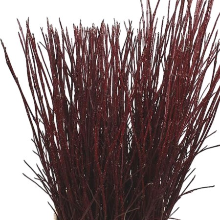 CORNUS ALBA SIBIRICA