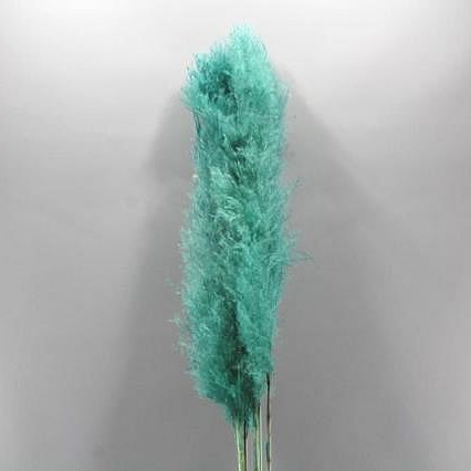 CORTADERIA PAMPAS DYED TURQUOISE