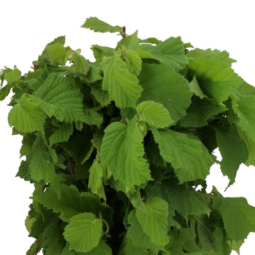 CORYLUS IN GREEN LEAF
